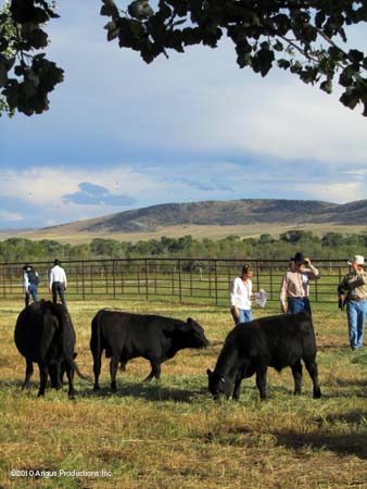 scenic cattle