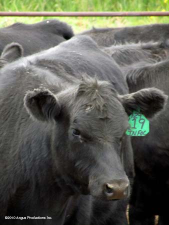 heifer closeup