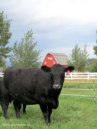 VD barn and cow