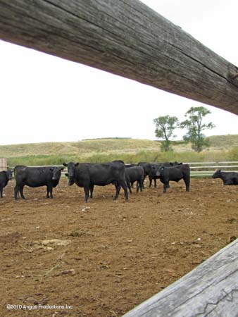 cows through fence